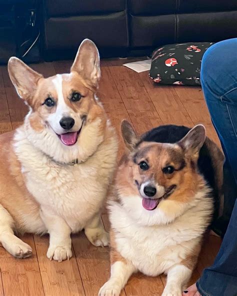 Our weight loss journey : r/corgi