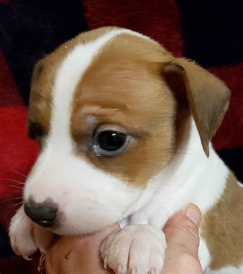 Rat Terrier Puppies For Sale - AKC PuppyFinder