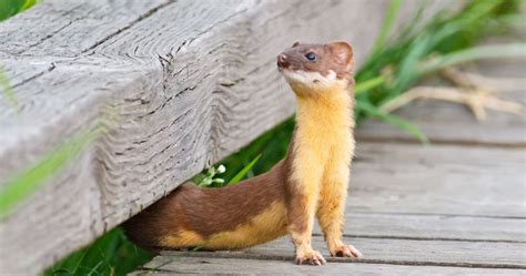 How to Spot the Weasel in Your Office | Aha! Blog