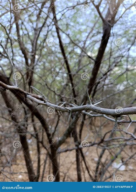 Devil Plant Its Very Dangerous Stock Image - Image of plant, devil