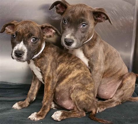 Female Pit Bull Puppy