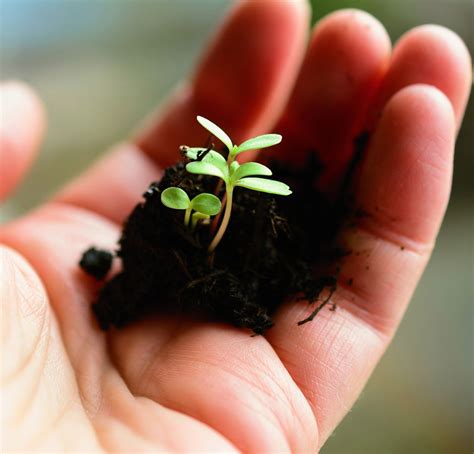 Agrofarm Holdings (Pvt) Ltd