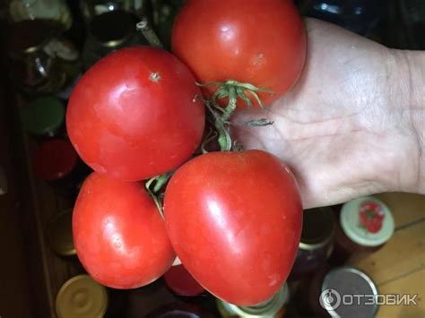 Томат Большая Мамочка: описание и характеристика сорта, фото, отзывы