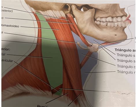 musculos del cuello 2 Quiz