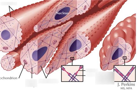 Smooth Muscle Tissue Diagram | Quizlet