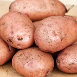 Продажа семенного картофеля. Цены, Описание, Репродукции | Элитное ...