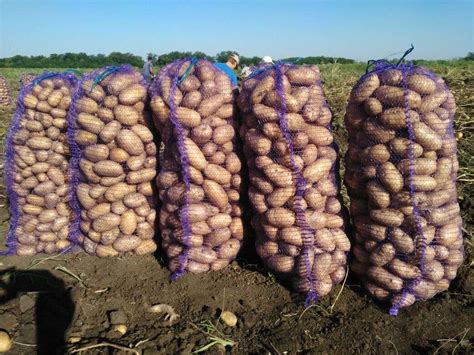 Что представляет картофель Джувел. Описание сорта, фото, отзывы