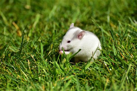 Free Images : grass, lawn, sweet, mouse, cute, pet, fur, green, mammal