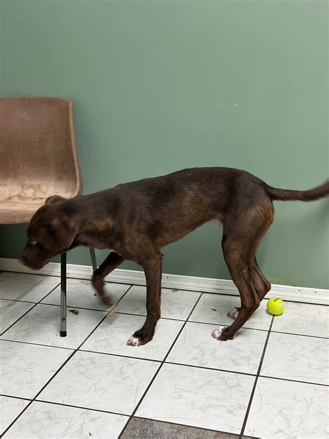 Knox-Whitley Humane Association - Hi everyone, we are looking to make