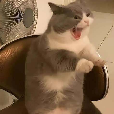 anh meme meo cuoi deu nhe rang sieu bua hai huoc