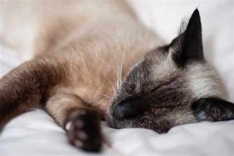 Do Siamese Cats Sleep At Night – Routines & Sleep Schedule Explained ...