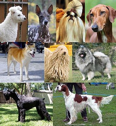 犬 - Wiktionary, the free dictionary