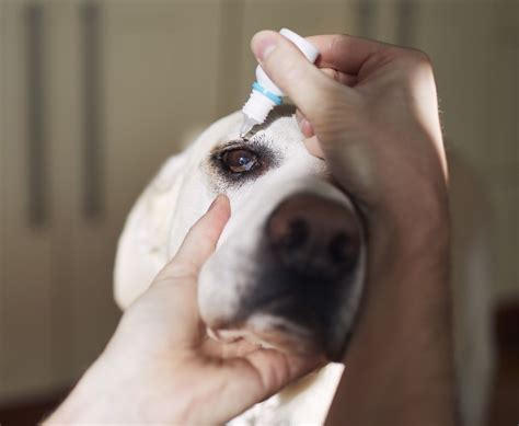 how to give dogs eye drops