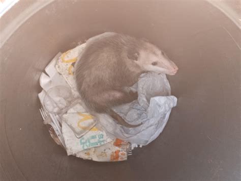 I Investigated The Bambi Doe Leak—Here's What I Found Image 12
