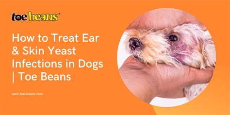 How To Treat Ear & Skin Yeast Infections In Dogs | Toe Beans : u/Daniel