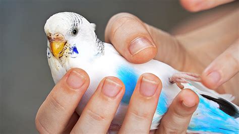 My budgie is paralyzed again… – HousePetsCare.com