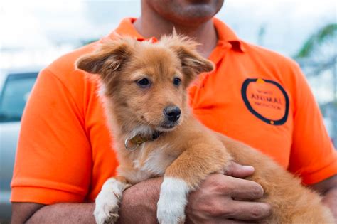 animal welfare charities  donate