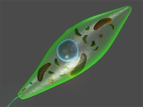 Euglena Cell Model