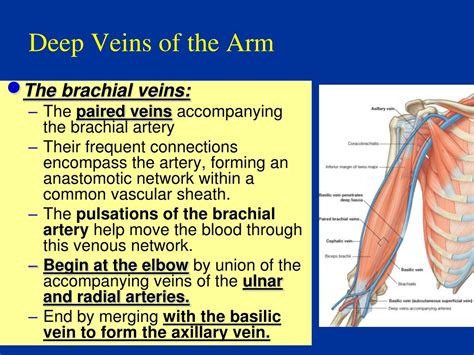 map of veins in arm 8