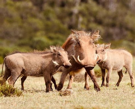 Pumba Private Game Reserve Day Safari (2025) - All You Need to Know ...