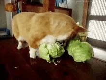 Dog Cabbage GIFs | Tenor