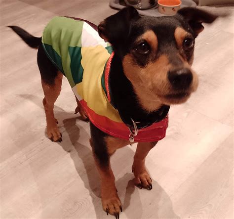 how to make jacket for dog
