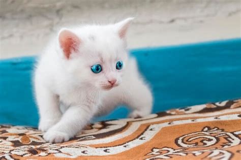 Premium Photo | Very small kitten