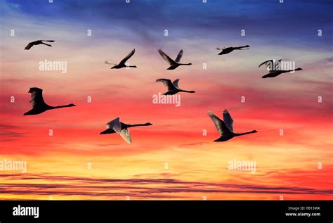 skein  swans silhouettes  sunset stock photo alamy
