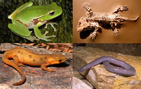 Ex De Anfibios - Tipos De Anfibios Para Niños