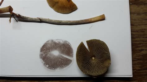 Black spore print, p. cyanescens? : r/shrooms