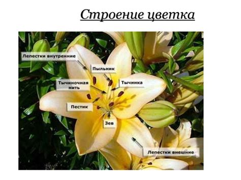 Органы цветковых растений - презентация онлайн