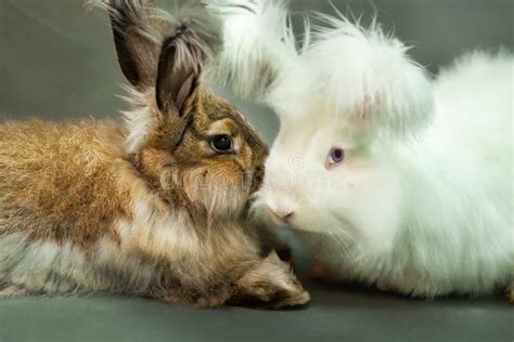 Two Fluffy Brown and White Angora Rabbits. Stock Photo - Image of ...