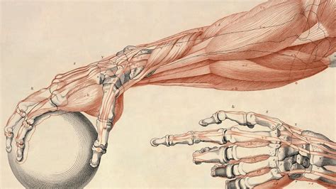 Anatomy Wallpapers - Wallpaper Cave 