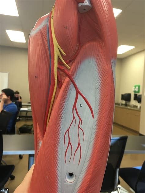 anterior  deep upper leg model diagram quizlet