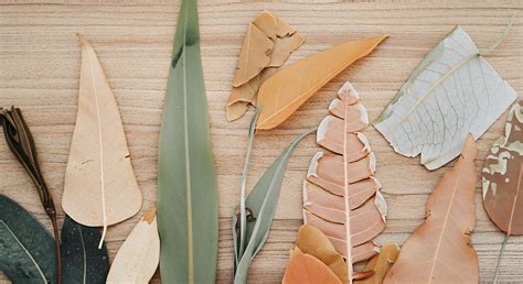 Traditional Preservation Techniques → Term