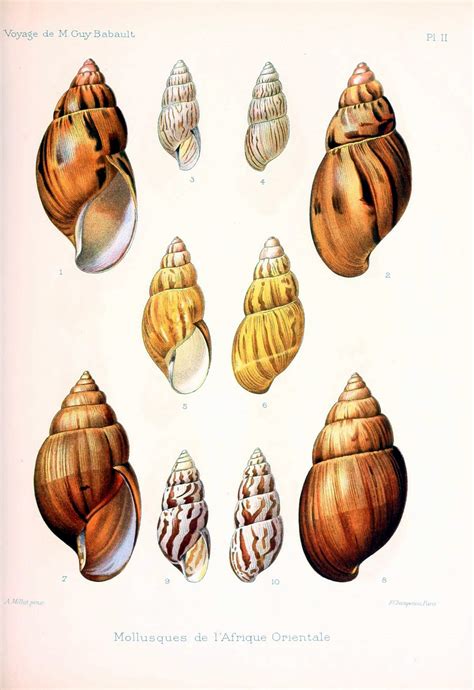 Seashell Vintage Art Old Free Stock Photo - Public Domain Pictures