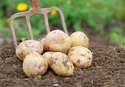 The best British potatoes to grow for every meal, from roast potatoes ...