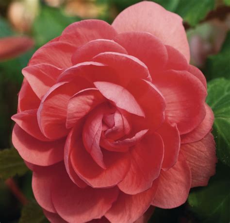 Бегония "Иллюминейшн розовая" "Illumination Pink" купить во Владимире в ...