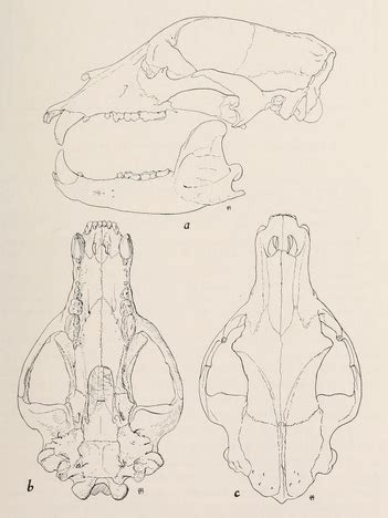 File:Mammals of northern Alaska on the Arctic slope (1956) Ursus ...