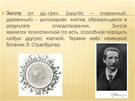 Деление клетки. Митоз. Амитоз. Мейоз - презентация онлайн