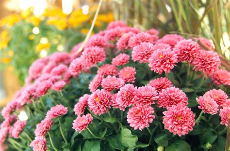 Trader Joe's Mums Are Back in Over 10 Stunning Shades