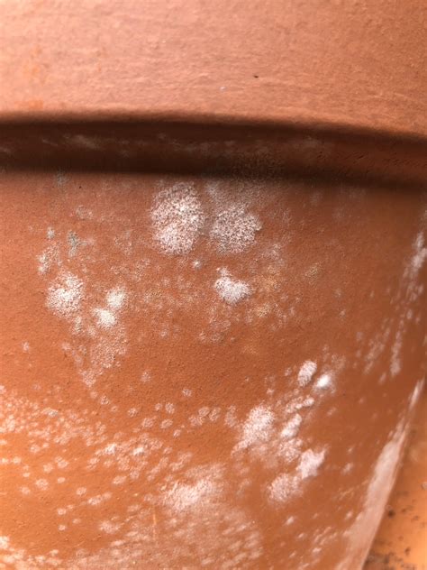 New to terra-cotta pots and I have this growing on the exterior
