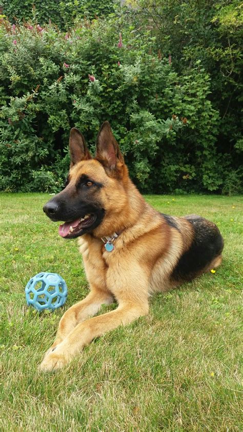Rosie. 2 jaar | Dog breeds, German sheperd dogs, Dangerous dogs