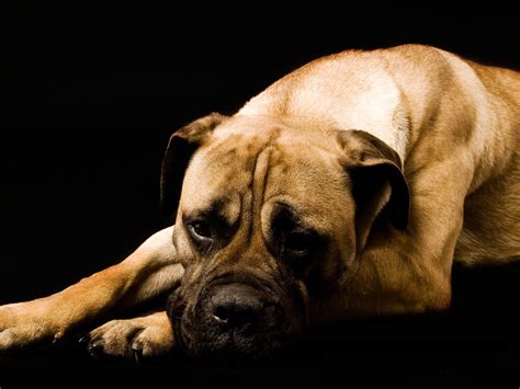 🔥 [50+] Boxer Puppies Desktop Wallpapers | WallpaperSafari