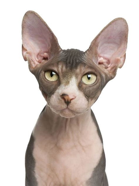 Cat breeds, Why do cats purr, Cats