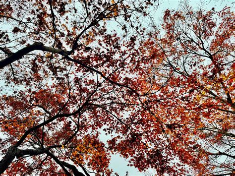 the color pallet – JUJUWANG