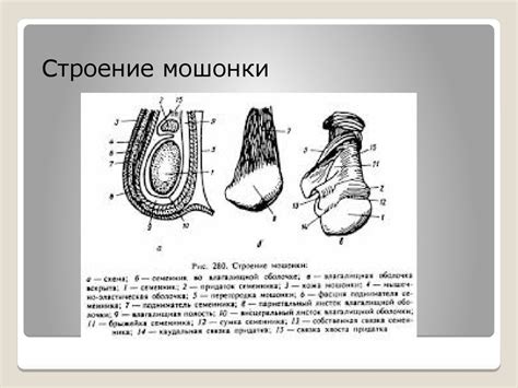 Кастрация жеребца, открытым способом - презентация онлайн