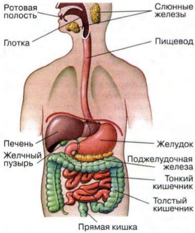 Общее строение пищеварительной системы — урок. Биология, 9 класс.