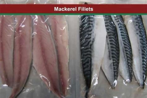 Spanish Mackerel – Direct Seafood Asia