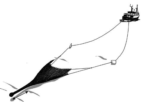 demersal trawl fishing  otter boards  arrow marks  trawls